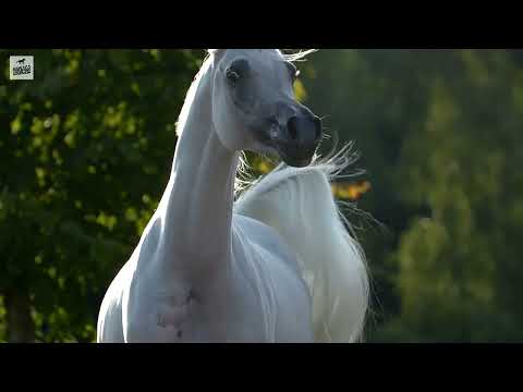 Arabian Horse AAHIRA - Baahir El Marwan x Al Justyra