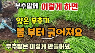 부추밭에 지금이렇게 하면 얇은 부추가 굵어져요 부추밭 만드는시기 방법 부추밑거름 웃거름 부추옮겨심기