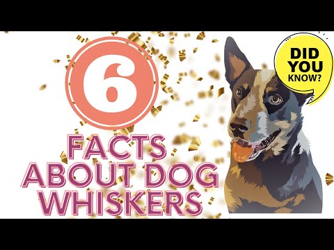 Six Facts About Dog Whiskers You Need to Know