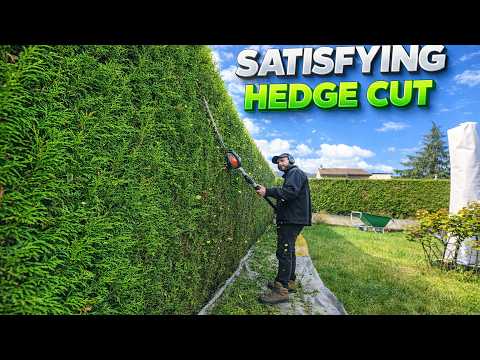 Taille haie thuya — meilleure taille depuis des années