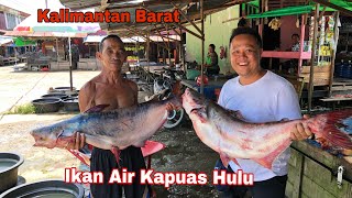 Download lagu Beli Ikan Tapah Di Pasar Pagi Putussibau // Kapuas Hulu,Kalimantan Barat // mp3 Download lagu Beli Ikan Tapah Di Pasar Pagi Putussibau // Kapuas Hulu,Kalimantan Barat // mp3