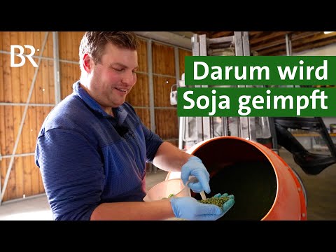 Soja impfen – warum und wie? Zwei Methoden im Vergleich | Unser Land | BR