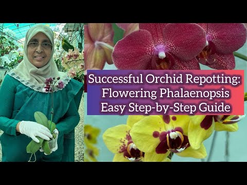 Successful Orchid Repottig : Flowering Phalaenopsis Easy step- by - step Guide