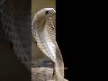 Closeup Of Snake Hood On Black Background Shorts Snake Cobra Animals