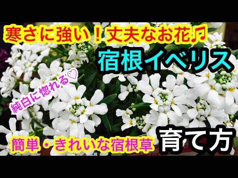 美しい青い花をより効果的に活用するには、セアノサスをいつ、どのように植えればよいでしょうか?  庭園