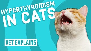 Hyperthyroidism in Cats