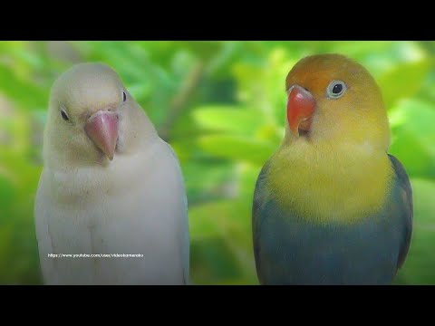 Lovebirds Chirping Sounds - Albino and Parblue Pied - Constant Songs