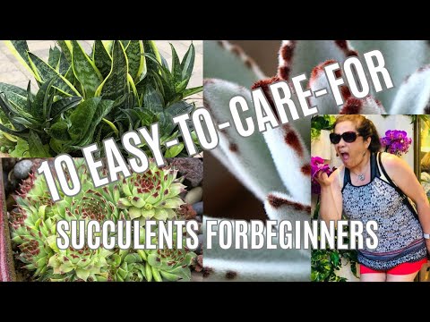 10 Easy-to-Care-For Succulents for Beginners:  Succulent Selection 101