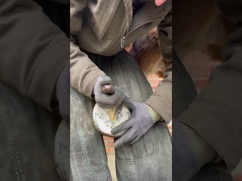 Shoeing a Laminitic Horse