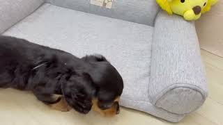 ミニチュアダックスの動画01