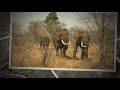 Scatterlings Of Africa