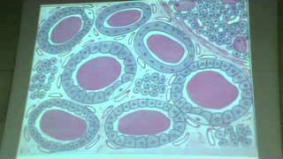 Dr. Gihan Endocrine 3 " Thyroid gland " ...