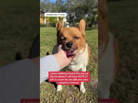 Can you help our rescue dogs⁉️🥺Link in our bio🫶 #amazon #rescuedog #chihuahua #shelter #florida