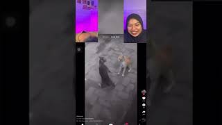 Download lagu Kucing kesurupan kucing 😭😭😭 | NGANGKOT (Ngereact Konten Tiktok) Cek channel aku yuk! mp3