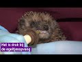 VIDEO | Dít moet je doen als je deze stekelige baby's vindt