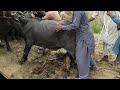 Buffalo Loading Video Murrah Buffalo Hybrid Meeting Buffalo Meeting