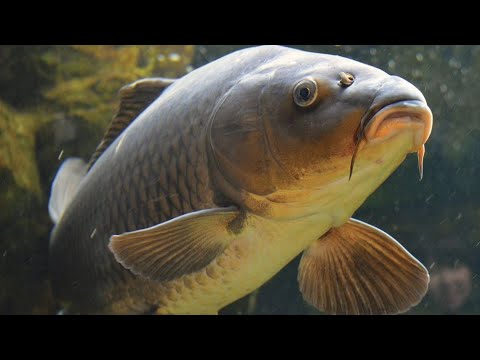 Top 50 curiosities about CARP