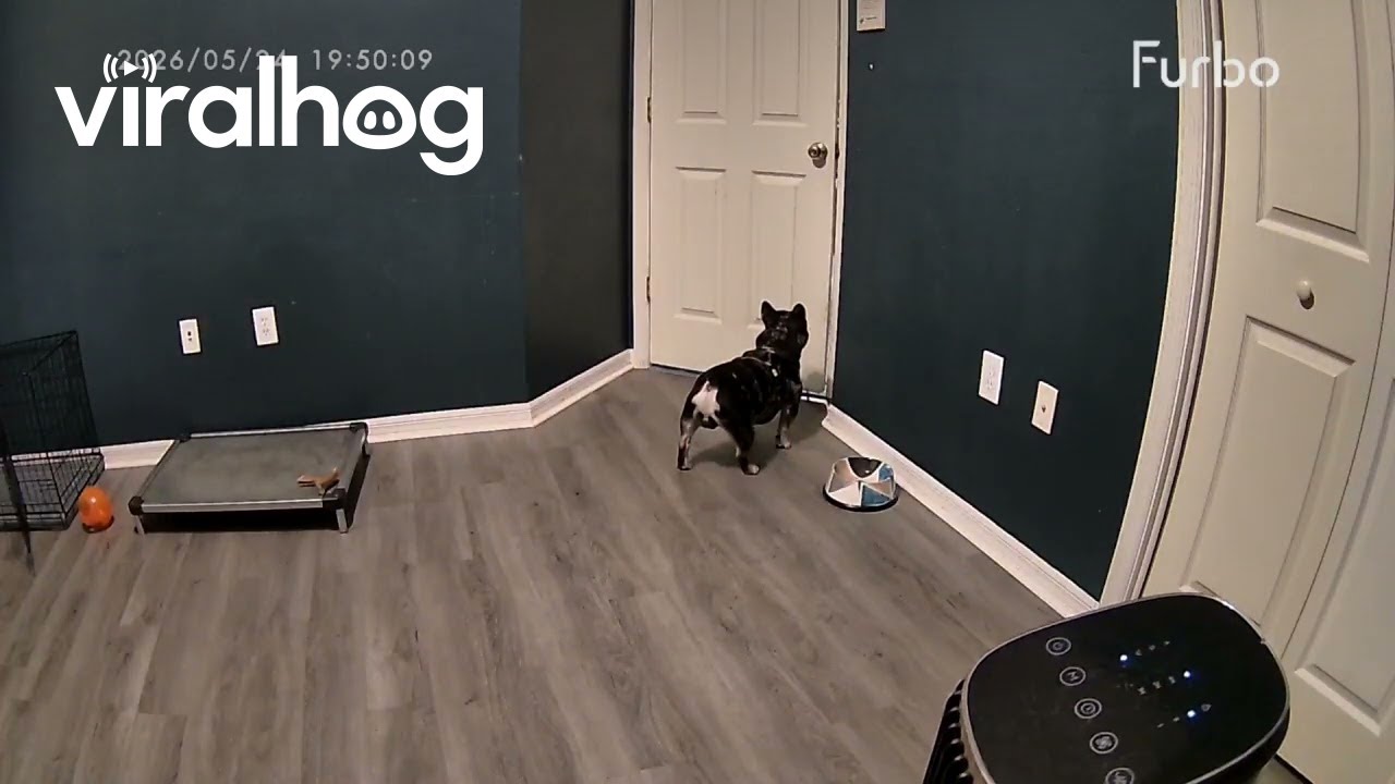 French Bulldog Offended By Closed Door Slams Into It || ViralHog