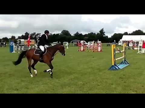 Holsteiner Wallach Quint v. Quintero - Lansing *2011