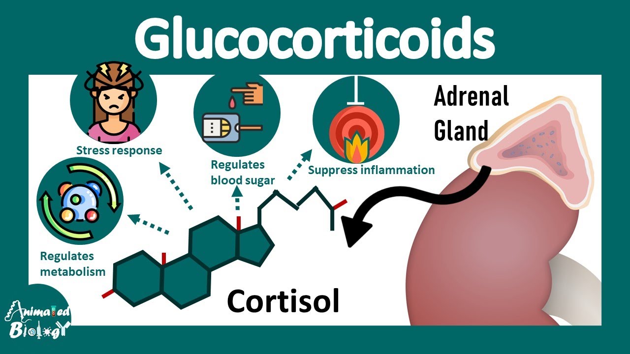 Glucocorticoids | How Glucocorticoids work? | Cortisol and its biological function | Physiology