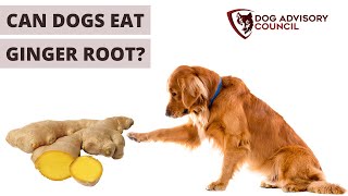Can Dogs Eat Ginger Root Raw (Dried or Cooked)