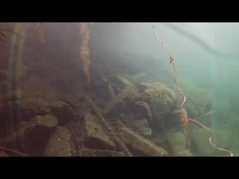 Nionplas Mooiste duik 11-07-2019