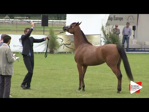 3rd - N.28 JAYDA AL RABI - Chantilly 2016 World Cup - Fillies 2 years old (Class 2)