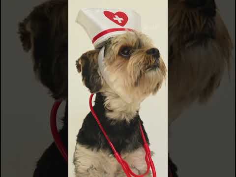 Izhaan day 2023 Funny Cats and Dogs Videos 2023 Izhaan day