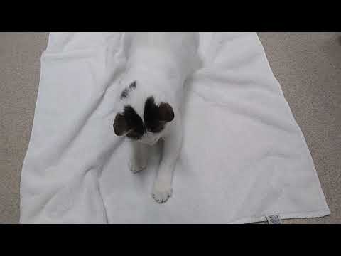 Good Mews - Luciana - 2018-11-8