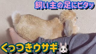 飼い主の足が大好きなうさぎ【Rabbit who likes owner's feet】