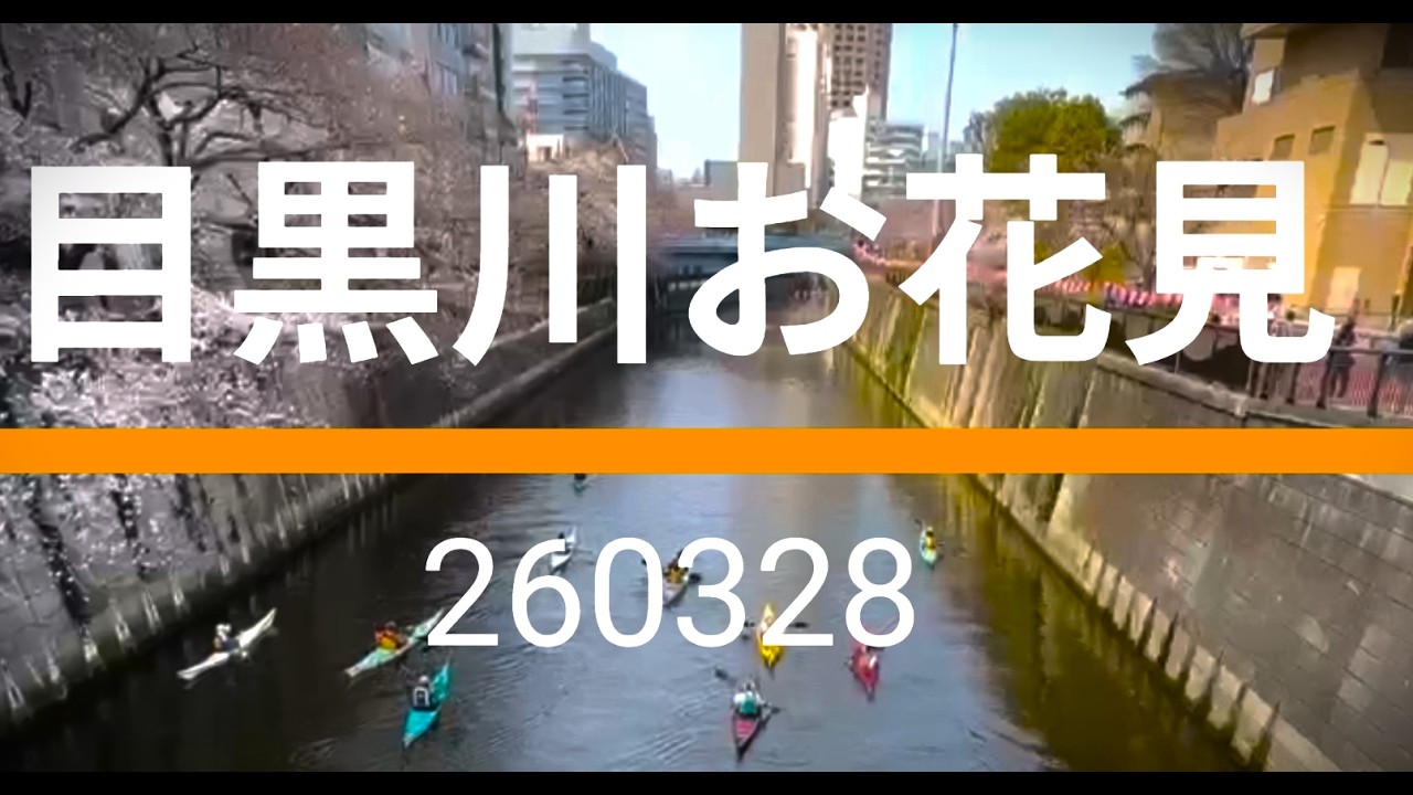 目黒川花見シーカヤック　260328　Sea kayaking in Tokyo