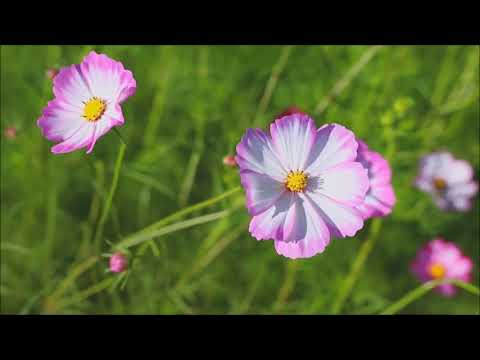 228th Birthday of our Founder Venerable Pierre Bienvenu Noailles