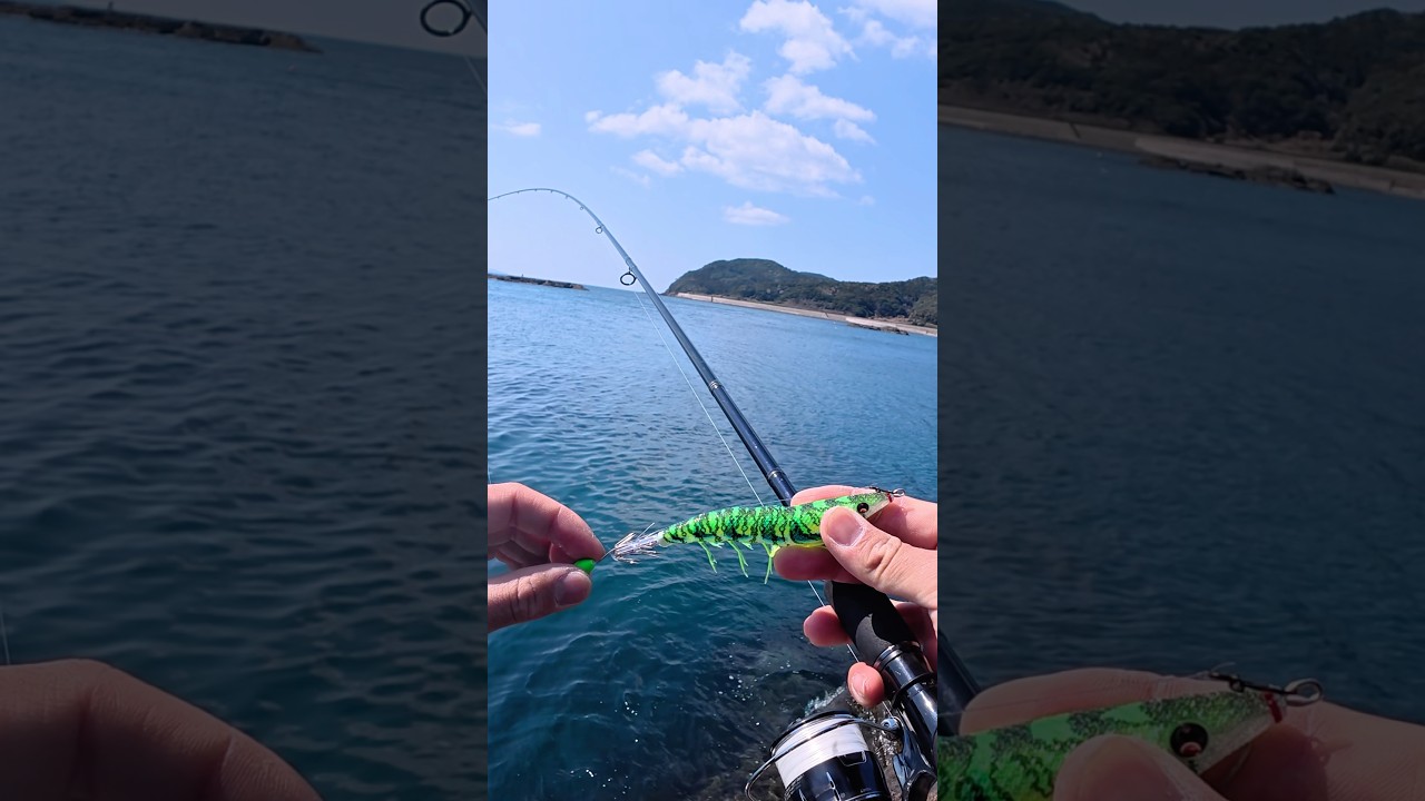 春イカエギング