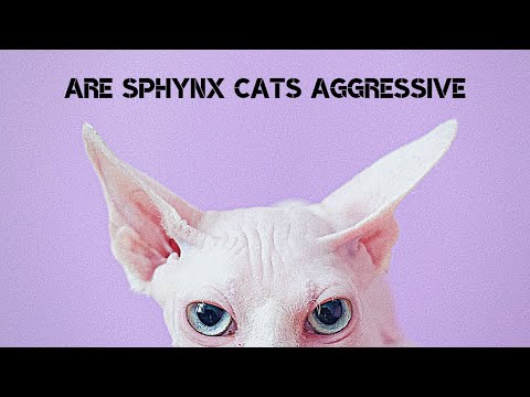 Are Sphynx cats aggressive