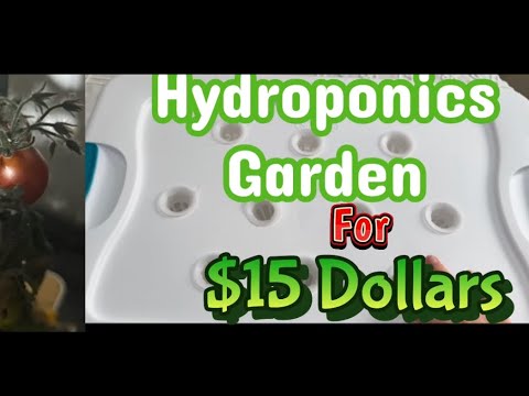 Make a Mini Hydroponic Garden on a Budget!!