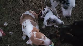 Video preview image #2 Catahoula Leopard Dog Puppy For Sale in CUMBY, TX, USA
