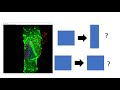 2 Cell Competition And Cell Shape