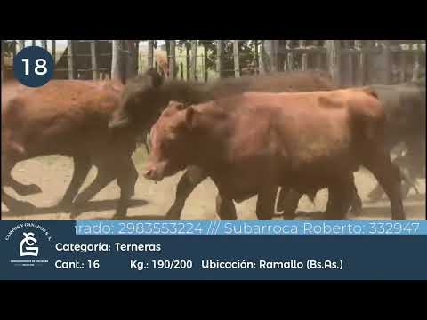 Lote Hembras - Ramallo Bs As