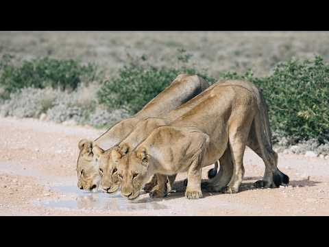 Safari Tanzania Serengeti Ngorongoro Wildlife A Documentary  4k African Animals
