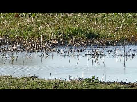 Bokje - Ouderkerk aan de Amstel - Landje van Geijsel - 1 april 2019