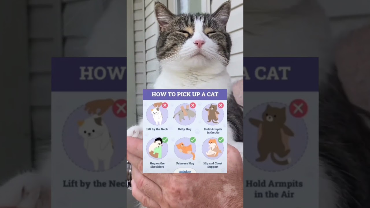 How to pick up a cat? 🐈