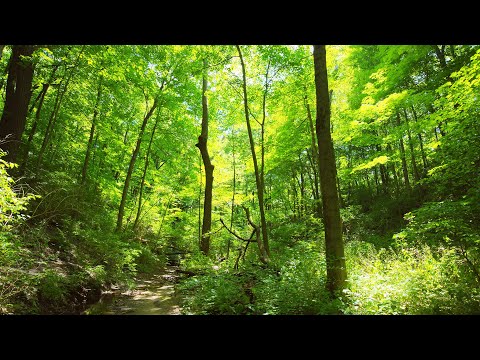 Bracketing in the Dynamic Canopy of Trees Photography | Canon EOS M5, EF-M 11-22mm, & Osmo Action