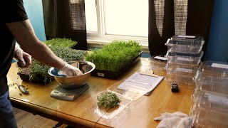 Harvesting Microgreens for Customers