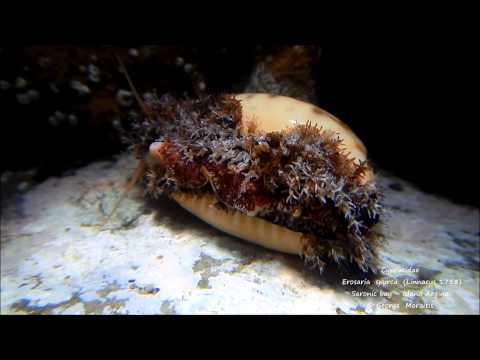 Naria spurca