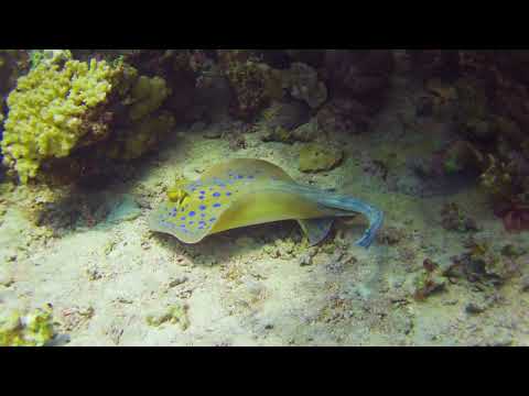 Relaxing Piano Music-Essential Escape ,Stress Relief, Spa Music Relaxation , Massage,and Meditation