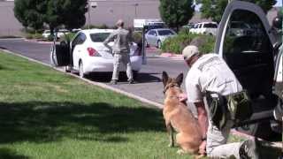 preview picture of video 'Fire And Police Videos | Albuquerque Police Department K9 Unit Traffic Stop Training'