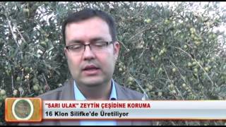 zeytin çeşidine koruma www.tarim.site