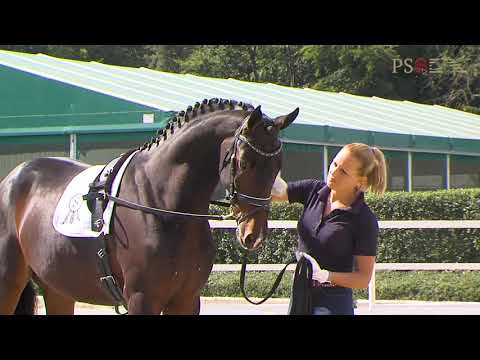 30. Mecklenburger Körtage 2020 - Kat.Nr. 34 Junghengst v. Revolution - Sandro Hit