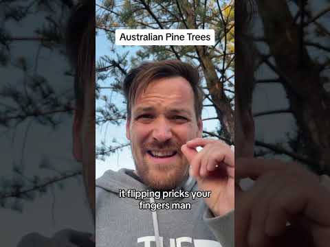 Aussi Pine Trees Are Crazy! #australia #aussiethings #aussie #australia🇦🇺 #australian #pine #tree