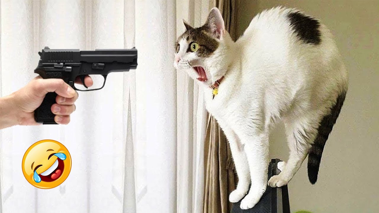 Try not to laugh with these funniest animals 😂